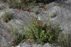 Penstemon baccharifolius