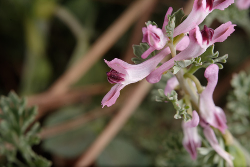 Corydalis racemosa iNat (2)