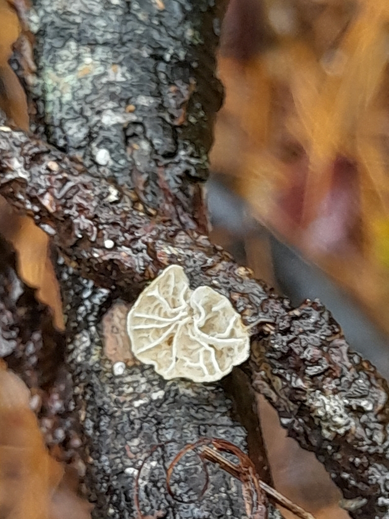 Campanella tristis · April 2025 · photo: © mphnz (iNaturalist, cc0)