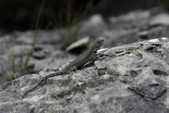 Sceloporus merriami merriami