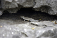 Sceloporus merriami merriami