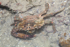 Thalamitinae