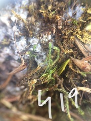 Hedwigia stellata