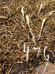 Homalothecium aureum