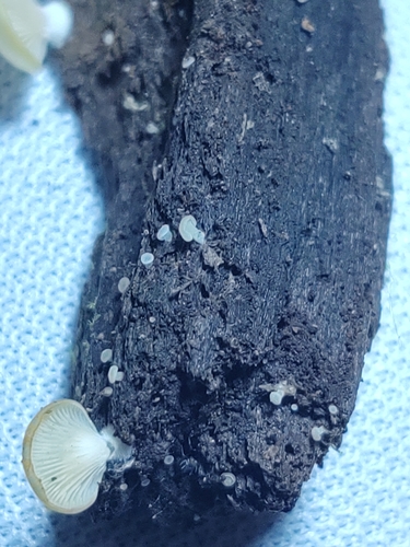 Crepidotus applanatus