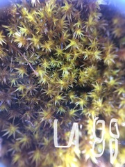 Racomitrium pacificum