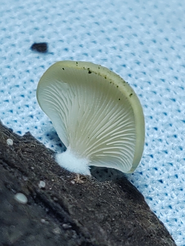 Crepidotus applanatus (Photo 2 of 9)