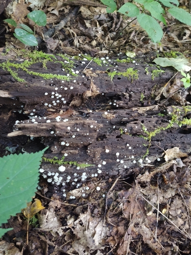Crepidotus applanatus (Photo 3 of 9)