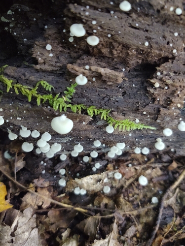 Crepidotus applanatus (Photo 4 of 9)