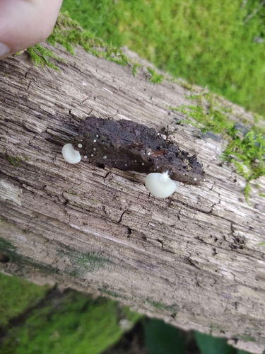 Crepidotus applanatus (Photo 5 of 9)