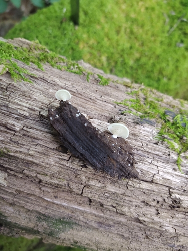 Crepidotus applanatus (Photo 6 of 9)