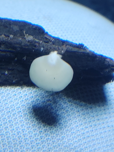 Crepidotus applanatus (Photo 7 of 9)