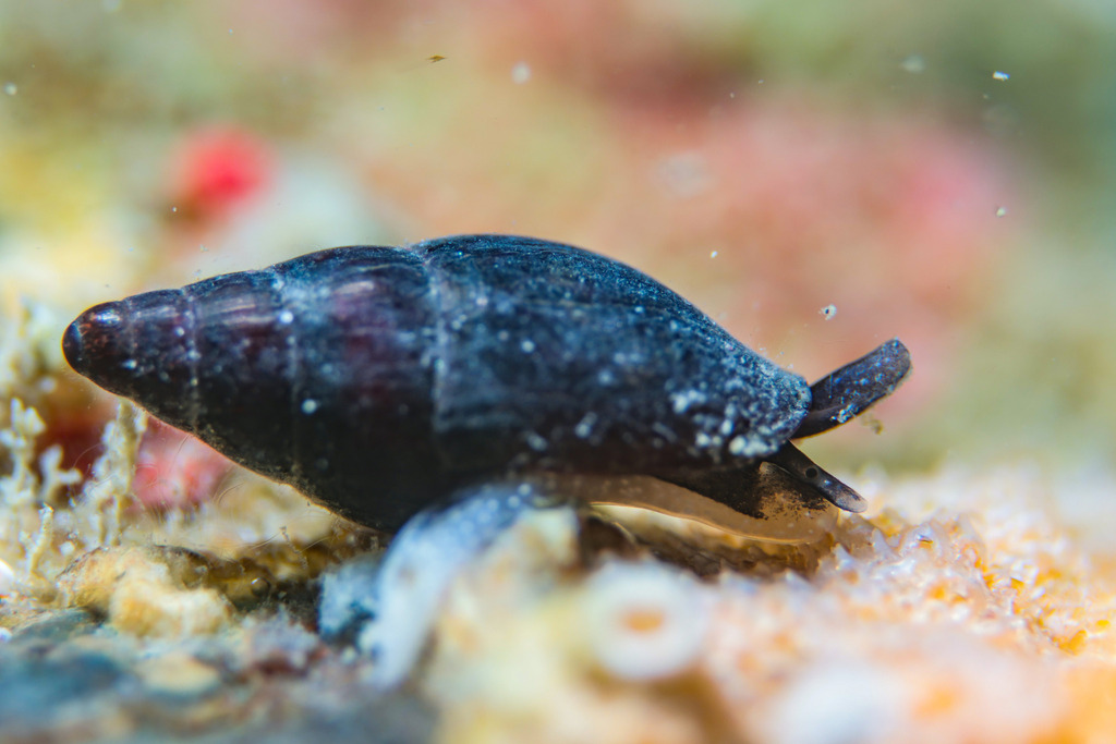 Zemitrella choava