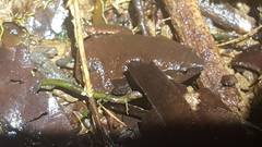 Hypopachus pictiventris