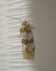 Aethes argentilimitana