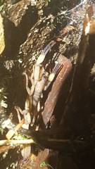 Centruroides limbatus