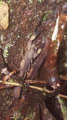 Centruroides limbatus