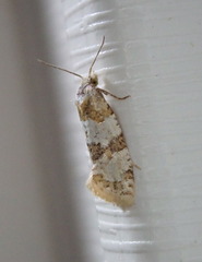 Aethes argentilimitana