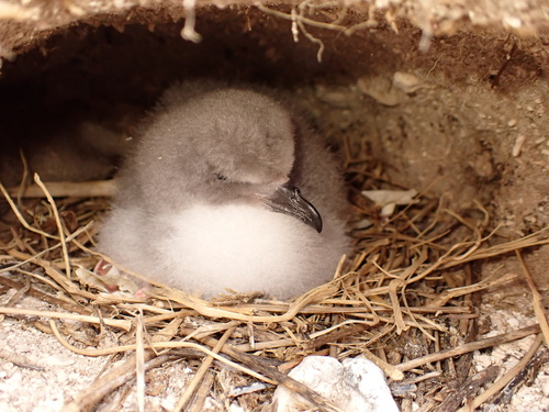 Pterodroma hypoleuca observed 2025-04-02