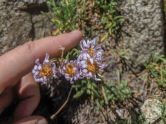 Erigeron barbellulatus