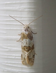 Aethes argentilimitana