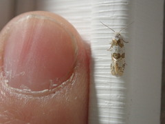 Aethes argentilimitana