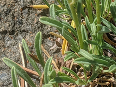 Erigeron barbellulatus