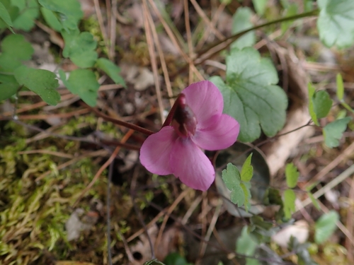 Alpine Cyclamen (Cyclamen alpinum)