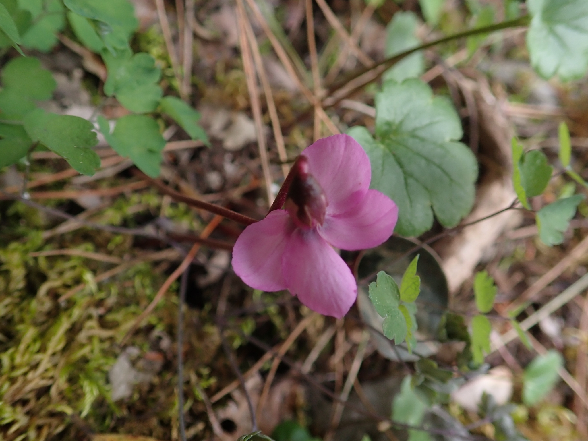 Alpine Cyclamen (Cyclamen alpinum)