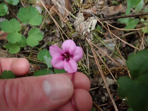 Cyclamen alpinum, photograph 1