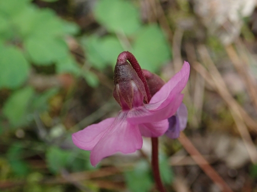 Cyclamen alpinum, photograph 2