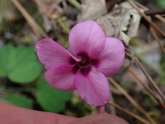 Cyclamen alpinum, photograph author not stated, no rights reserved