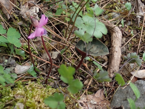 Cyclamen alpinum, photograph 4