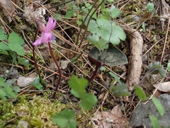 Cyclamen alpinum, photograph author not stated, no rights reserved