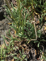 Erigeron barbellulatus