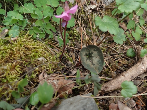 Image of Cyclamen alpinum by no rights reserved