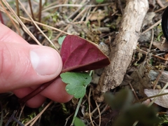 Cyclamen alpinum, photograph author not stated, no rights reserved