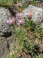 Erigeron barbellulatus