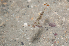 Heteropenaeus longimanus