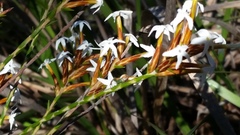 Lysinema pentapetalum