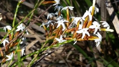 Lysinema pentapetalum