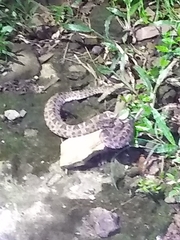 Bothrops mattogrossensis