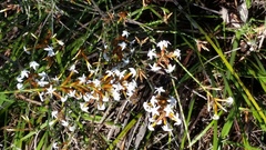 Lysinema pentapetalum