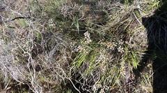 Lysinema pentapetalum
