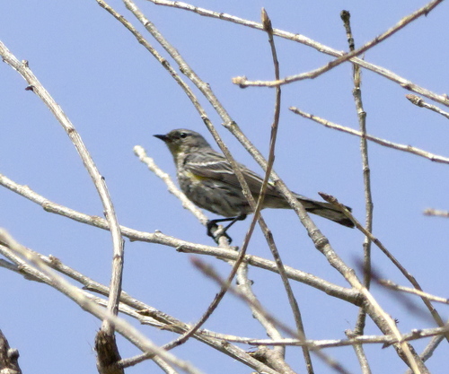 iNaturalist observation photo of Yellow-rumped Warbler