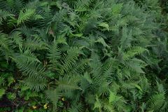 Oreopteris quelpartensis