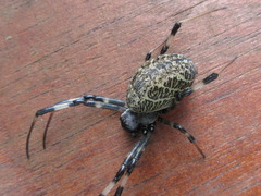 Nephilengys malabarensis