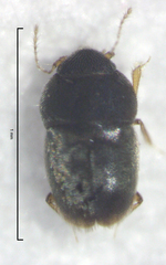 Ptiliodes amplicollis