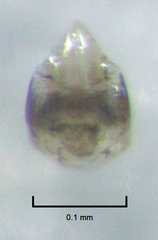 Ptiliodes amplicollis