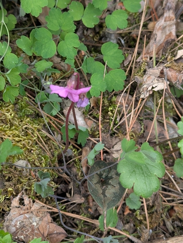 Image of Cyclamen alpinum by no rights reserved
